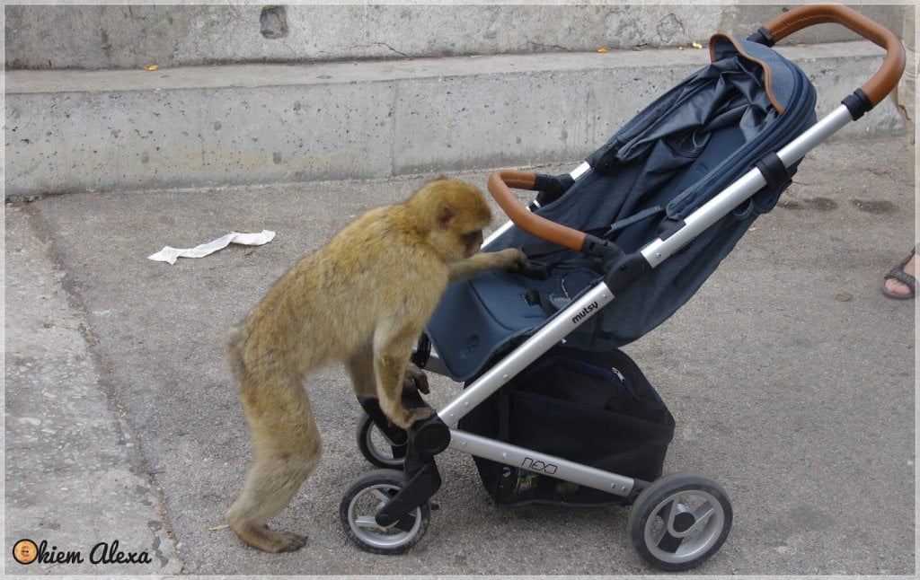 Gibraltar z dzieckiem Gibraltar z dzieckiem