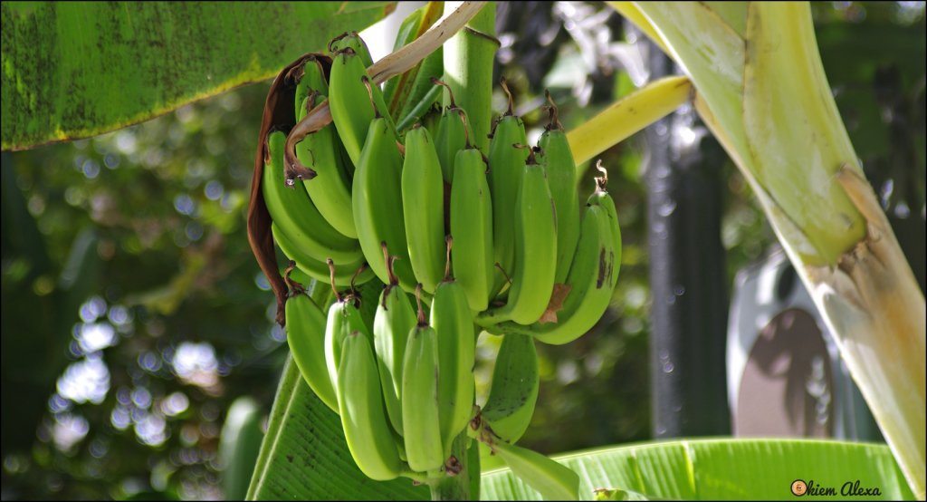 WYBRZEŻE COSTA DEL SOL, MARBELLA WYBRZEŻE COSTA DEL SOL, MARBELLA