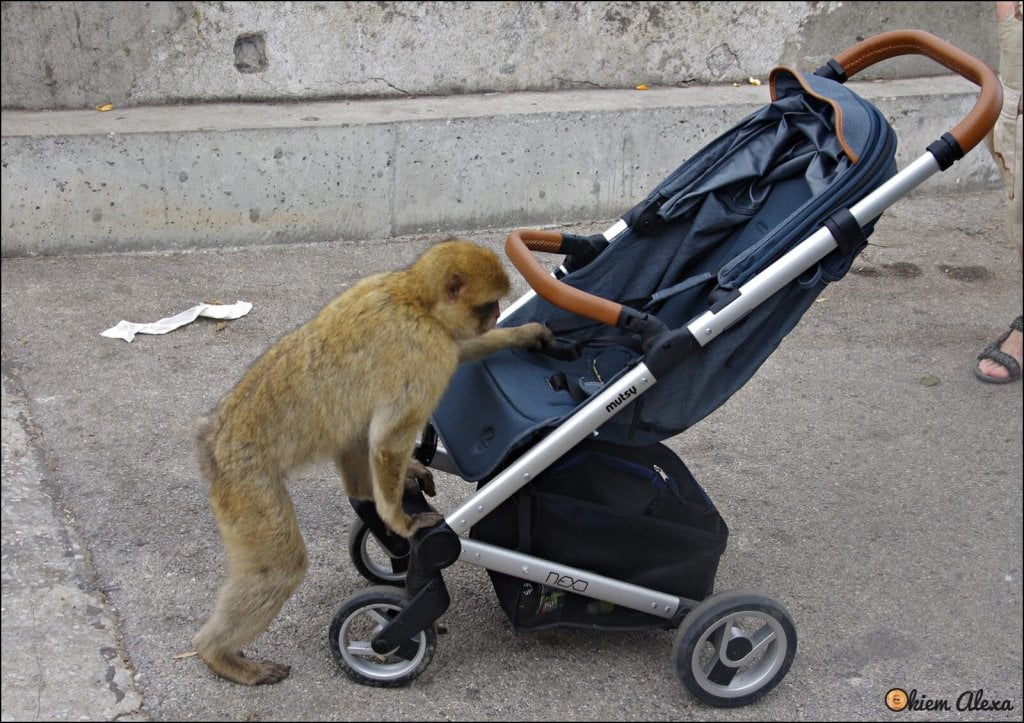 Gibraltar, małpy Gibraltar, małpy