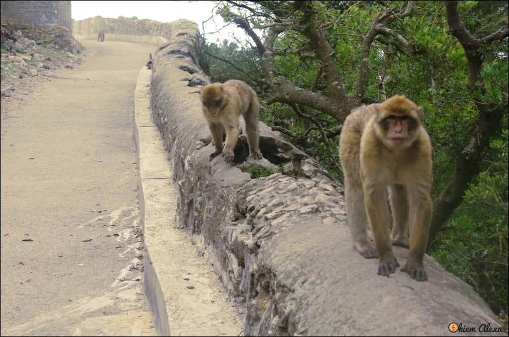 Małpy na Gibraltarze.