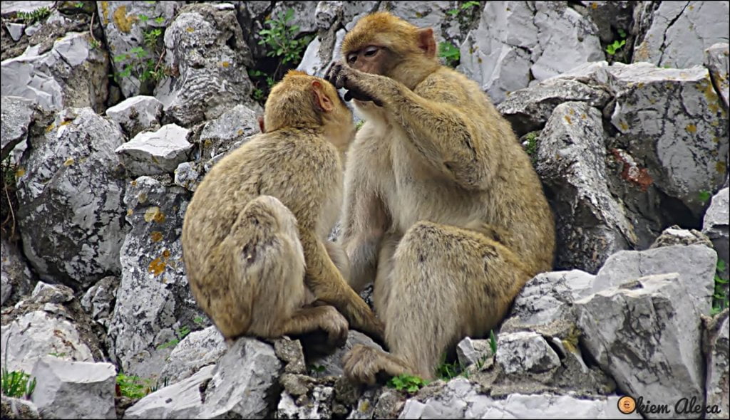 Małpy na Gibraltarze.