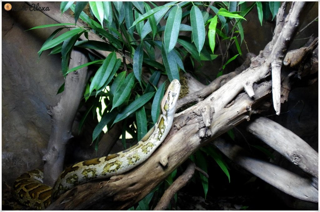 FUENGIOLA, ZOO (BIOPARC) FUENGIOLA, ZOO (BIOPARC)