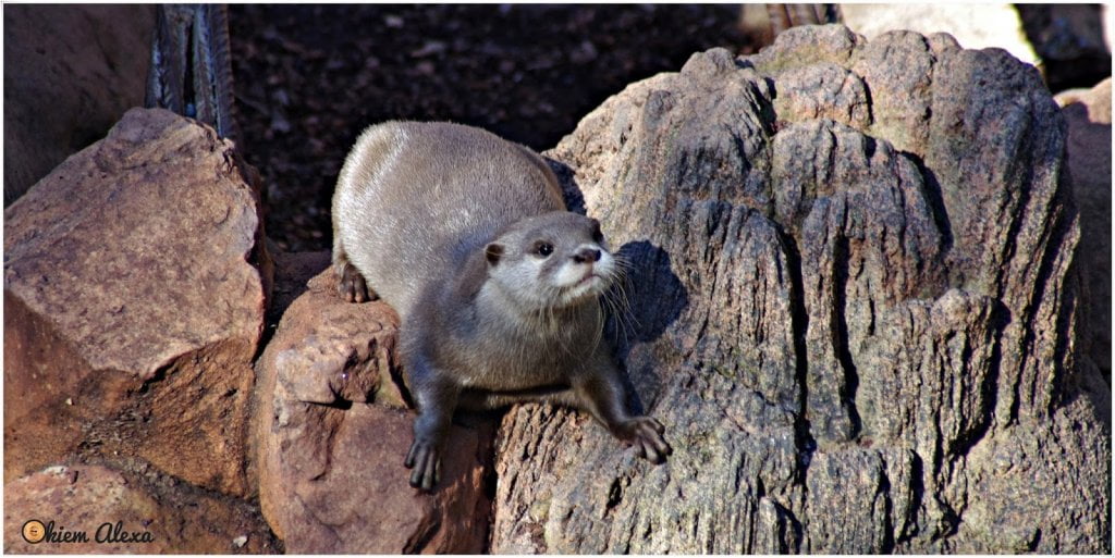 FUENGIOLA, ZOO (BIOPARC) FUENGIOLA, ZOO (BIOPARC)