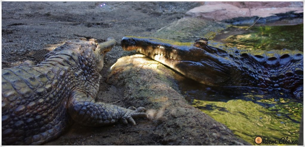 FUENGIOLA, ZOO (BIOPARC) FUENGIOLA, ZOO (BIOPARC)