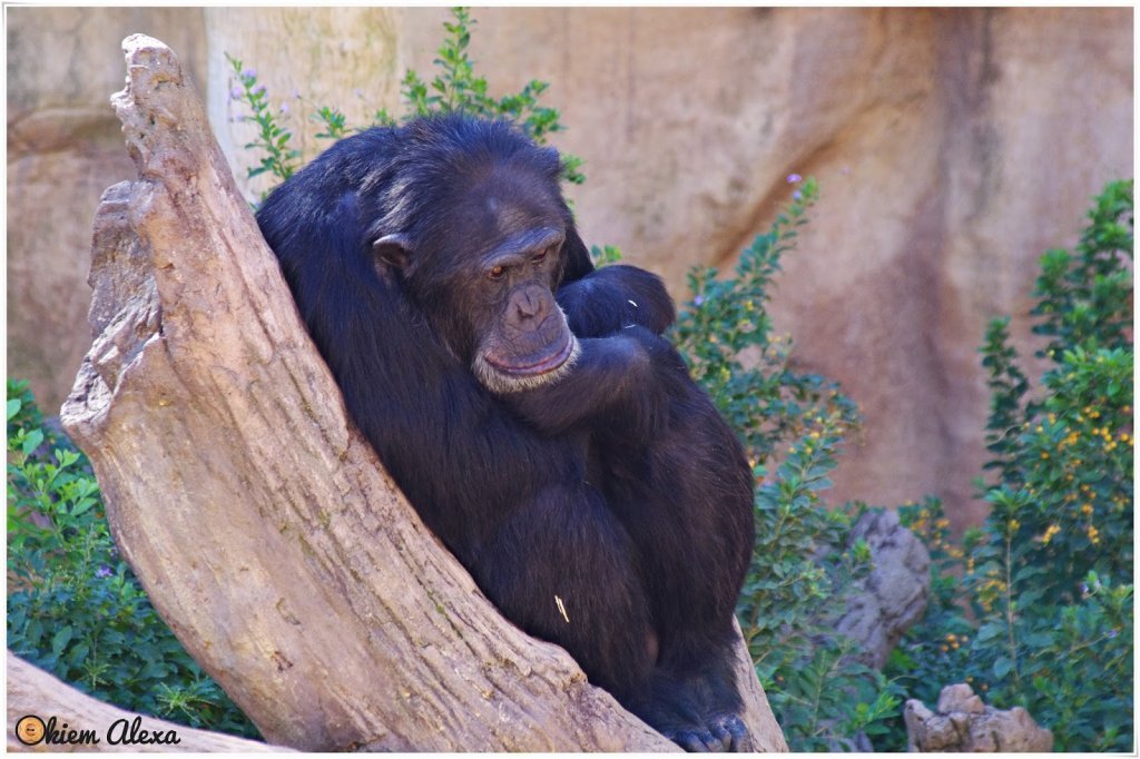 FUENGIOLA, ZOO (BIOPARC) FUENGIOLA, ZOO (BIOPARC)