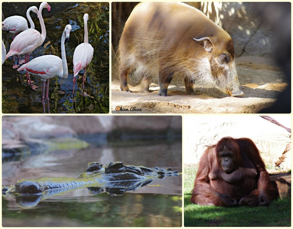FUENGIOLA, ZOO (BIOPARC) FUENGIOLA, ZOO (BIOPARC)