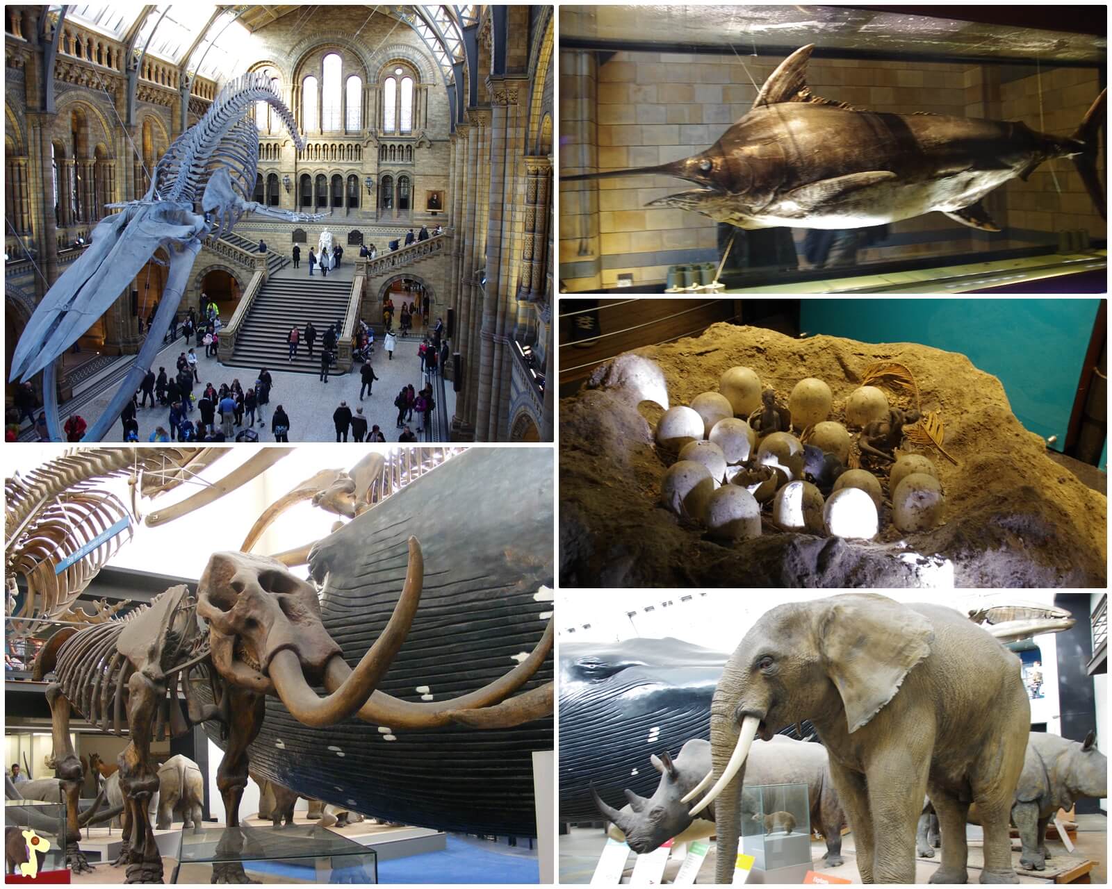 National History Museum Londyn