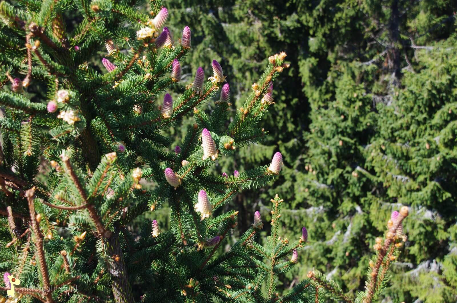 Ścieżka w koronach drzew, Słowacja