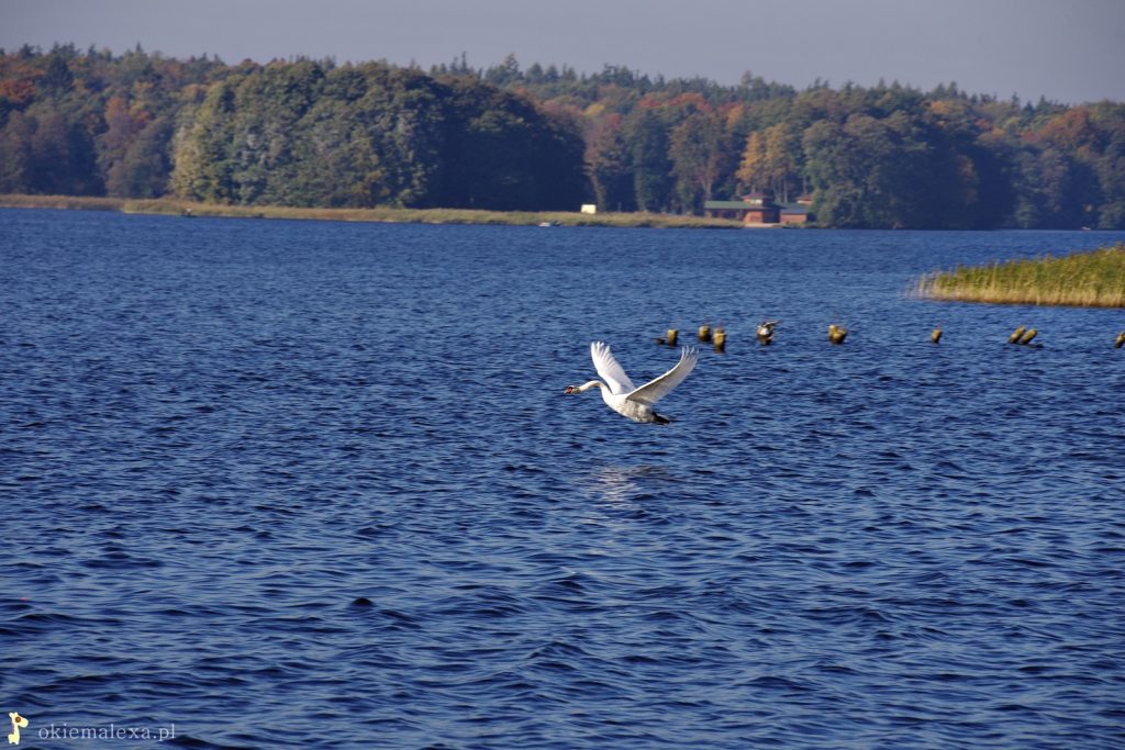 Szczecinek