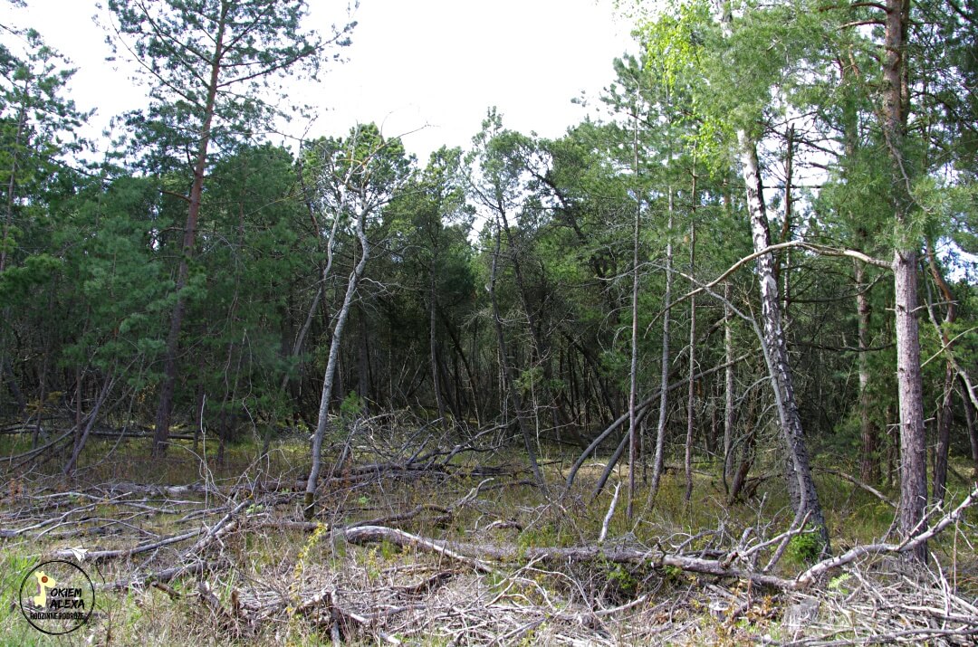 Mierzeja Wiślana rowerem, trasa R10