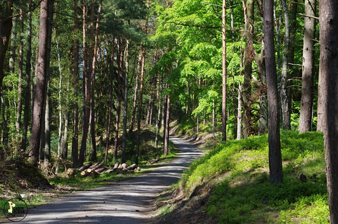 Mierzeja Wiślana rowerem, trasa R10