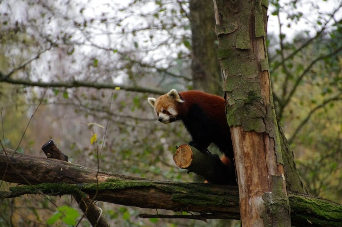 Gdański ogród zoologiczny