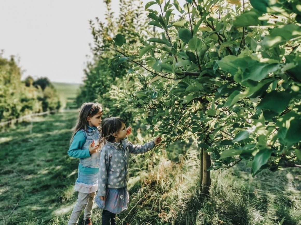 Sad przy jabłoniowym Dworku Kociewie.