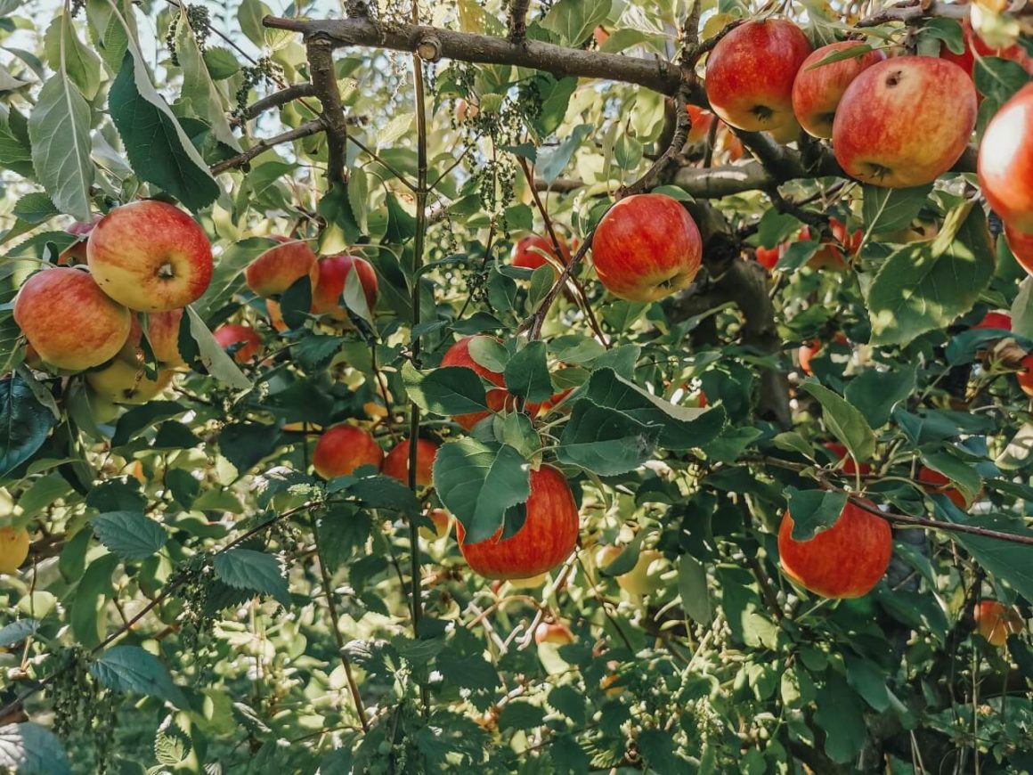 Jabłka w sadzie przy Jabłoniowym Dworku Kociewie.