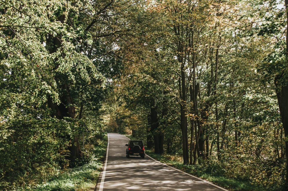 Aleja Lipowa z Rzucewa do Osłonina