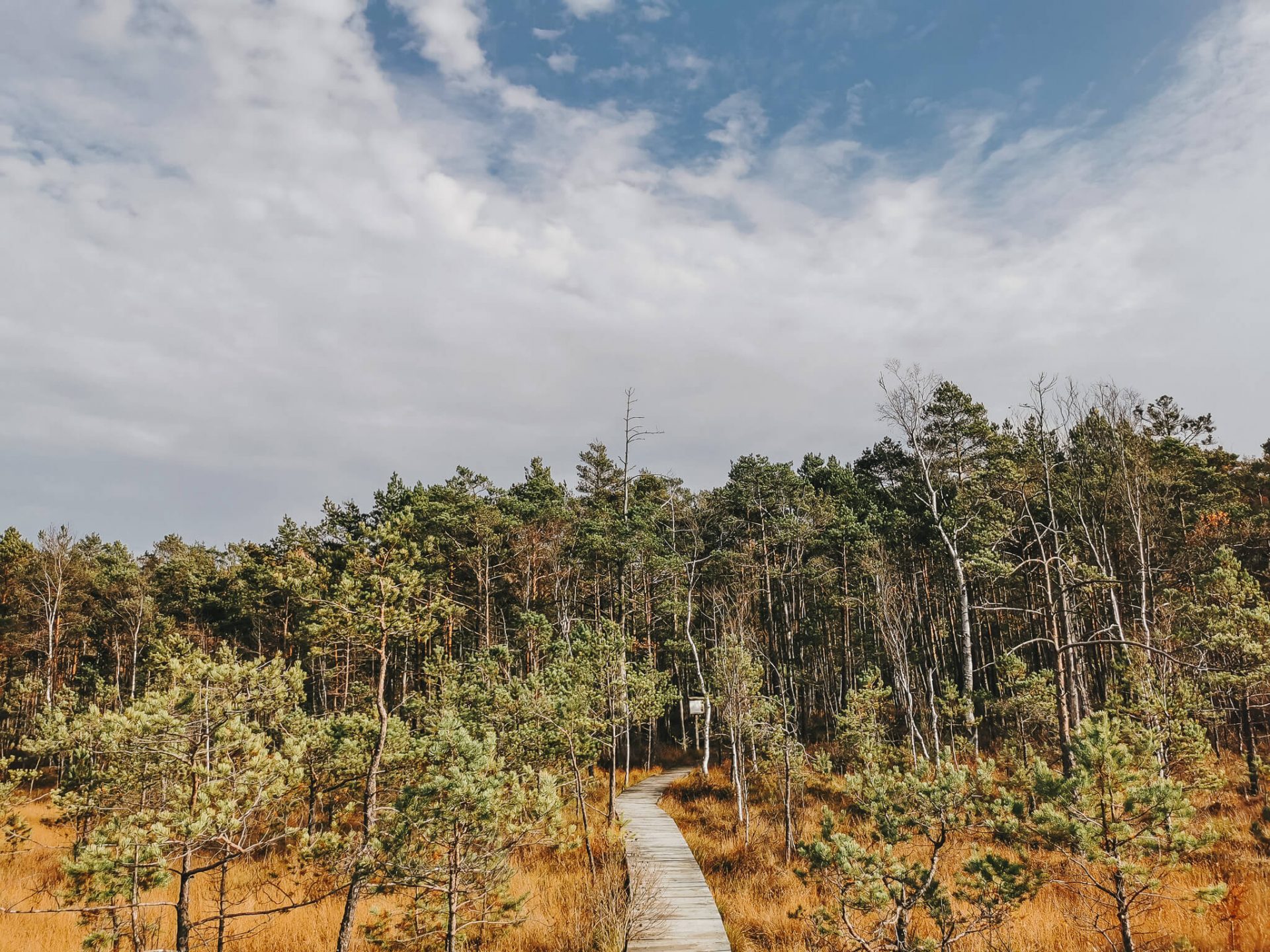 Piesza wycieczka przez Bagno Kusowo