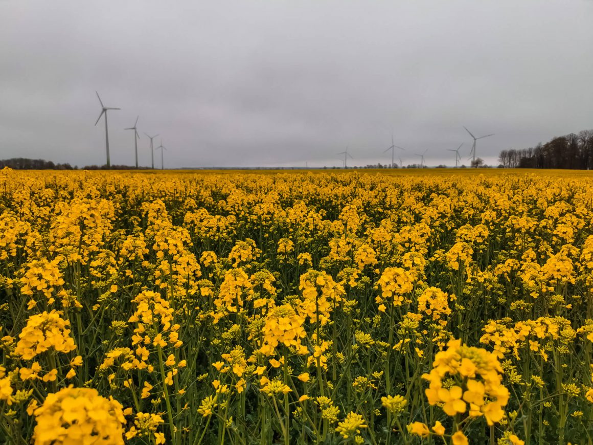 Pola rzepaku wzdłuż ścieżki rowerowej na odcinku Swarzewo Łebcz.