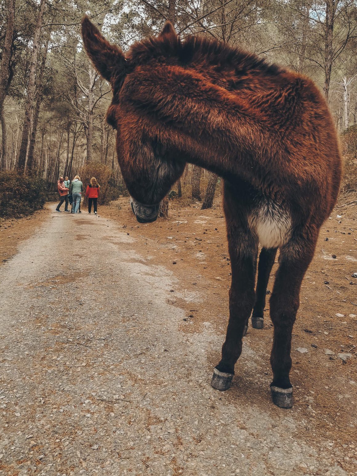 Co warto zobaczyć na Majorce? Nasza subiektywna lista atrakcji.