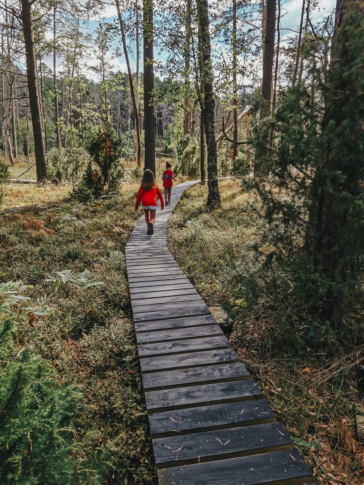 Bory Tucholskie, szlak z kładkami przy jeziorze Kacze Oko