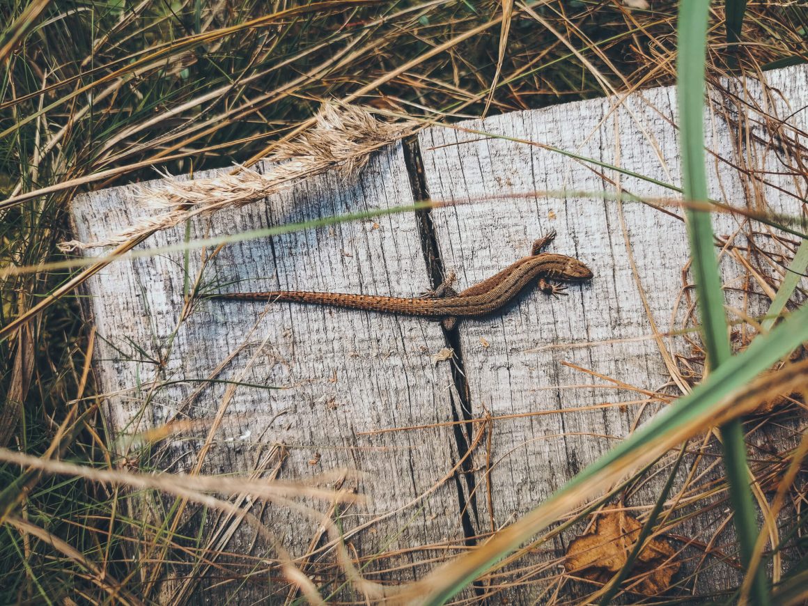 Bory Tucholskie, szlak z kładkami przy jeziorze Kacze Oko